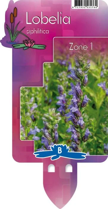 Lobelia siphilitica P9 - Image 4