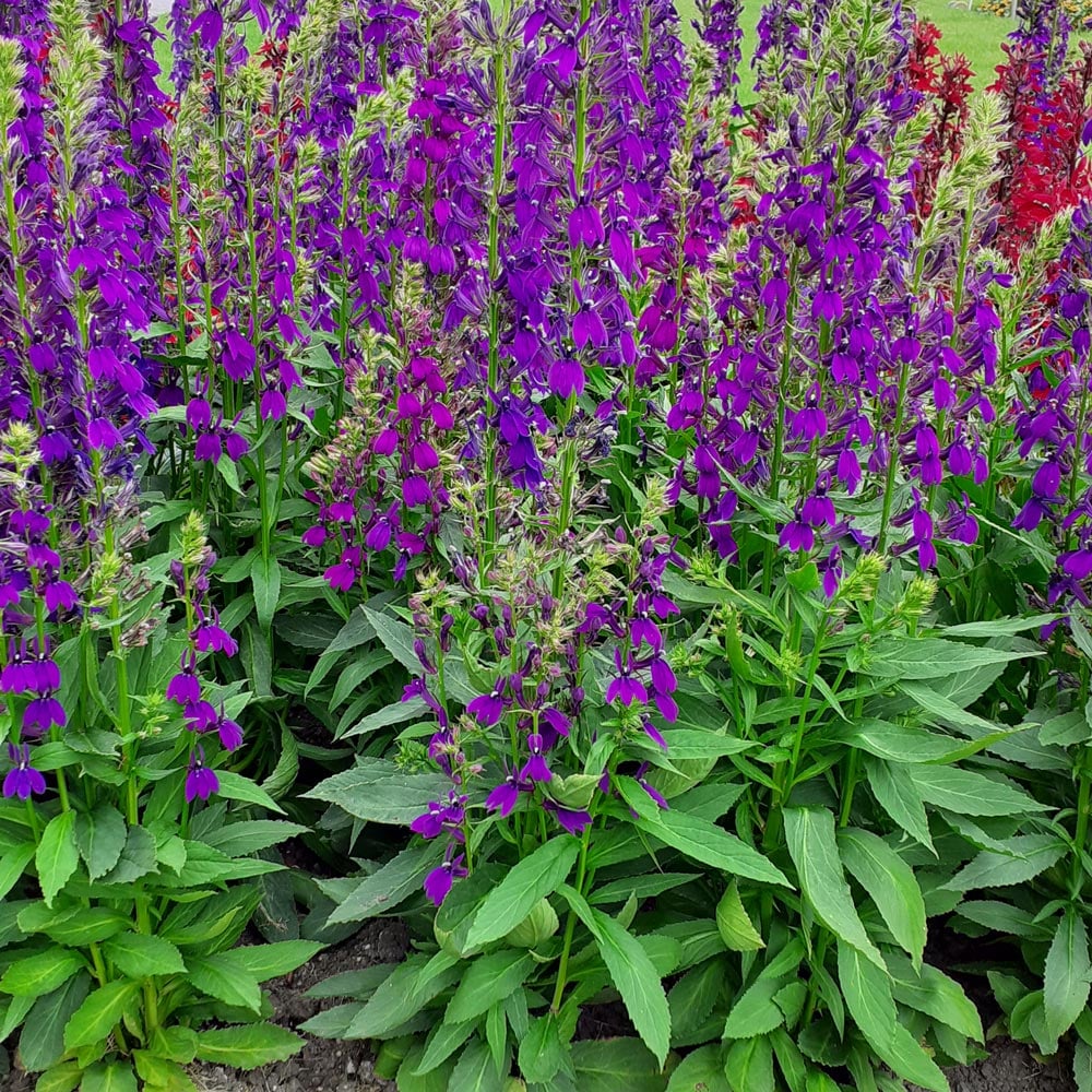 Lobelia Starship Blue