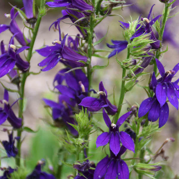 Lobelia Starship Blue - Image 2