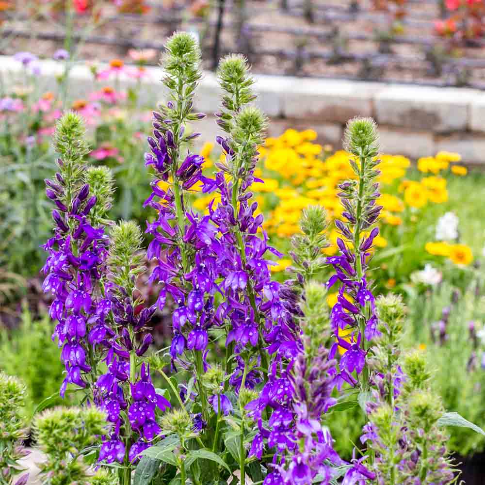 Lobelia Starship Blue - Image 3