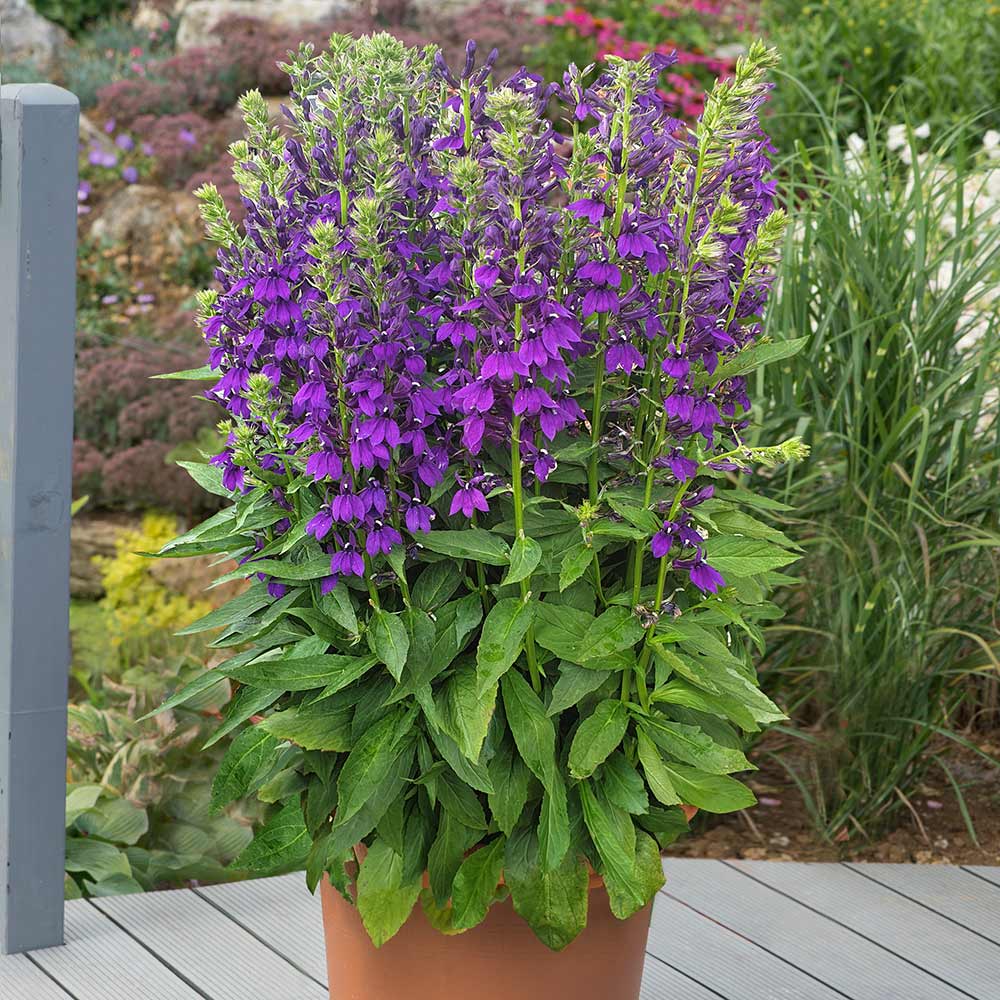 Lobelia Starship Blue - Image 4