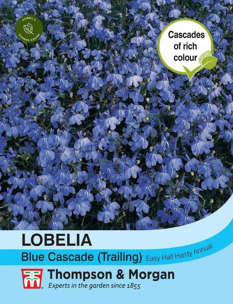 Lobelia Trailing Blue Cascade