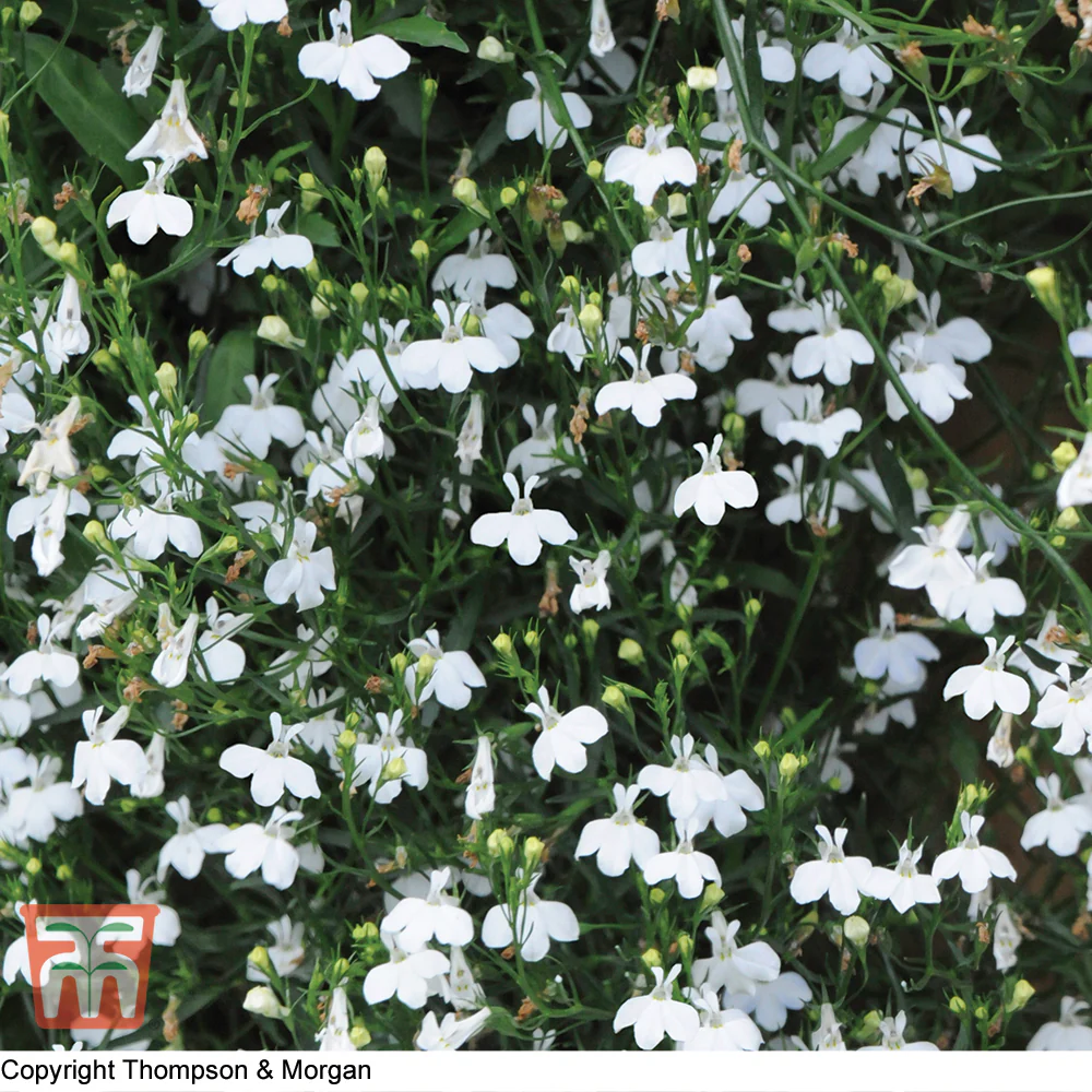 Lobelia Trailing White Cascade - Image 2