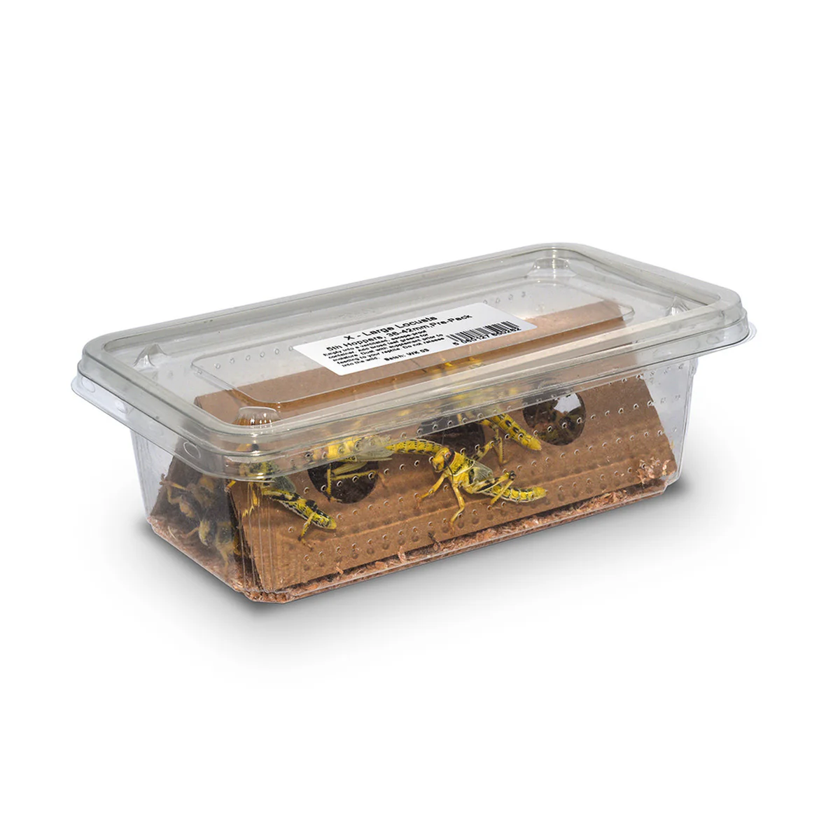 Locust Adult (50-60mm) - Image 2