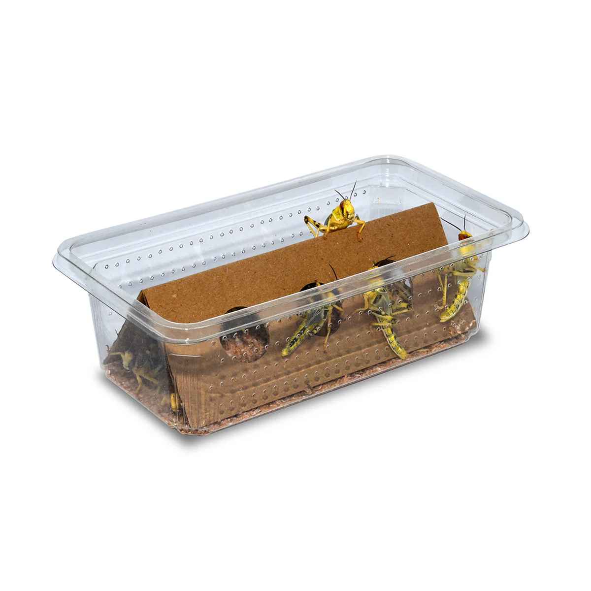 Locust Adult (50-60mm) - Image 3
