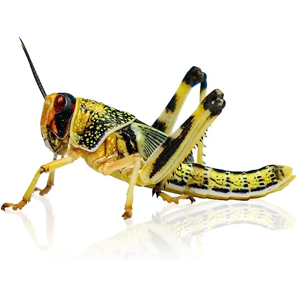Locust Hoppers 3rd Pre-Pack (18-24mm) - Image 3