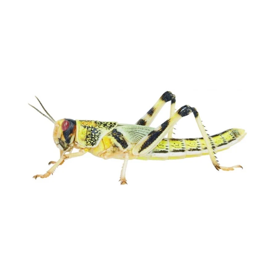 Locust Hoppers 4th Pre-Pack (28-32mm) - Image 3