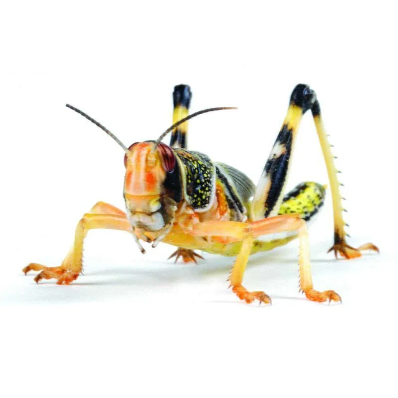 Locust Hoppers 5th Bulk-Pack 100 approx (36-42 Millimetres)