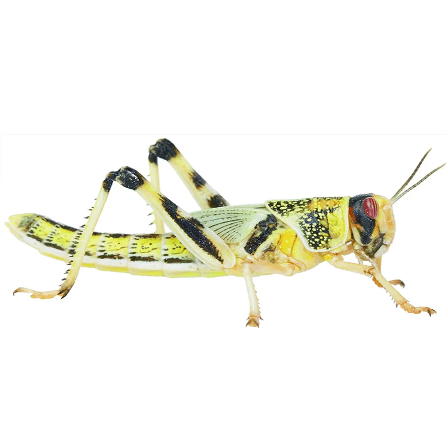 Locust Hoppers 5th Pre-Pack (36-42) - Image 3