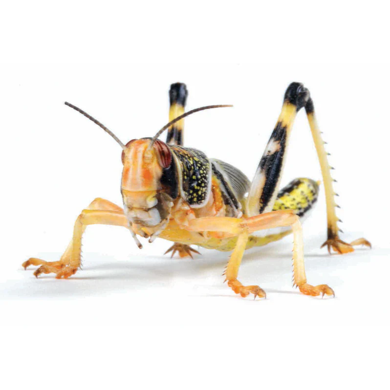 Locust Small Hopper( 8-12mm) Super Pack - Image 2