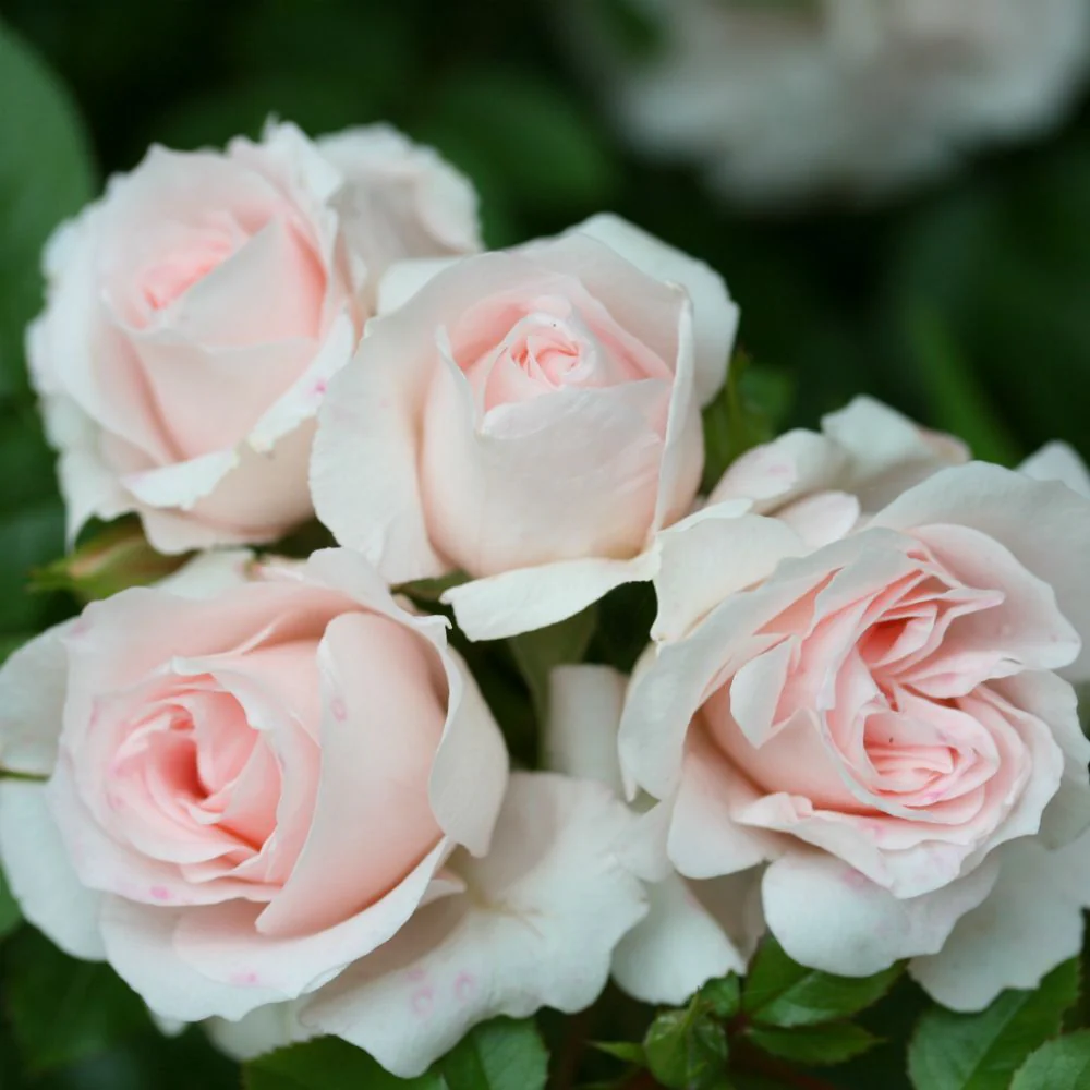 Lovely Bride Patio Rose -  3 Litre - Image 2