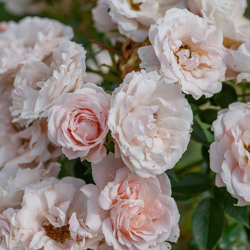 Lovely Bride Patio Rose -  3 Litre - Image 3