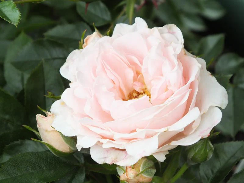 Lovely Bride Patio Rose -  3 Litre - Image 4