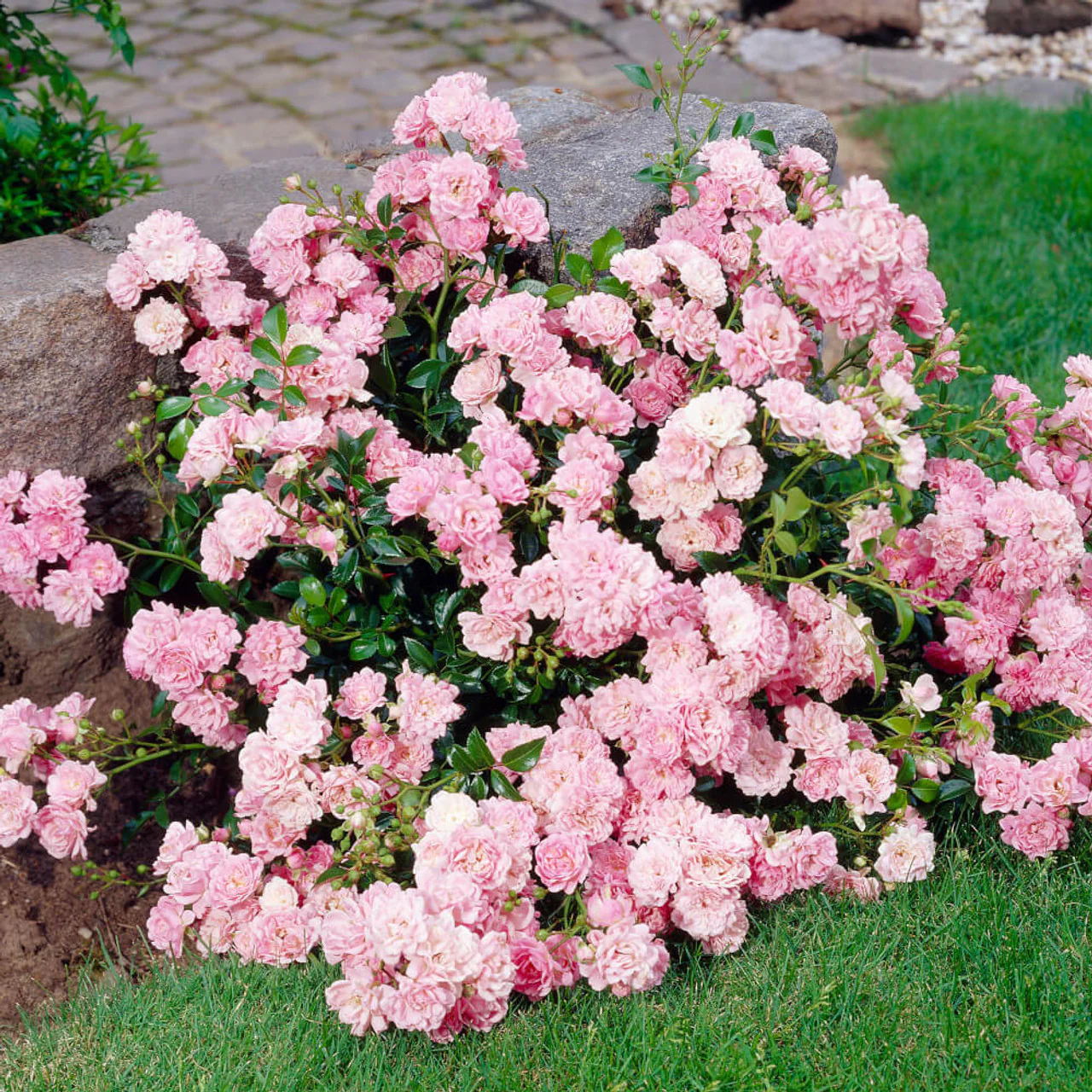 Lovely Fairy Ground Cover Rose 3 Litre - Image 2
