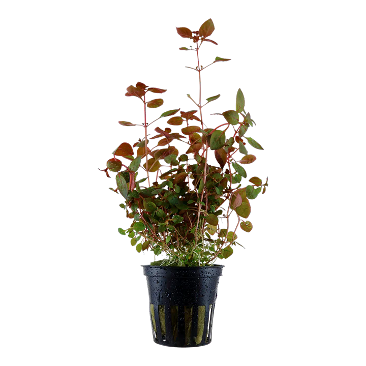 Ludwigia palustris 'Super Red' 035B