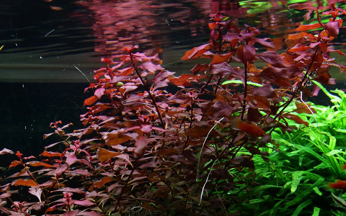 Ludwigia palustris 'Super Red' 035B - Image 2
