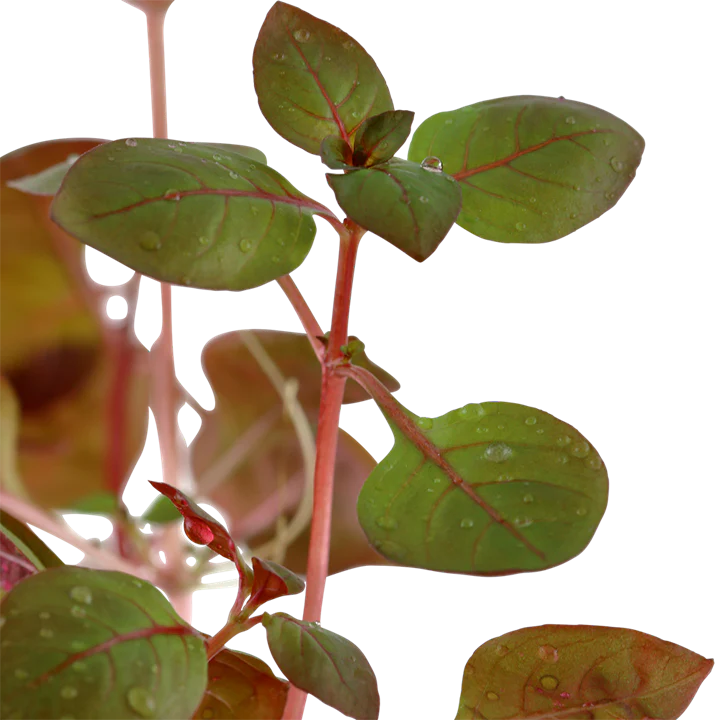 Ludwigia palustris 'Super Red' 035B - Image 3