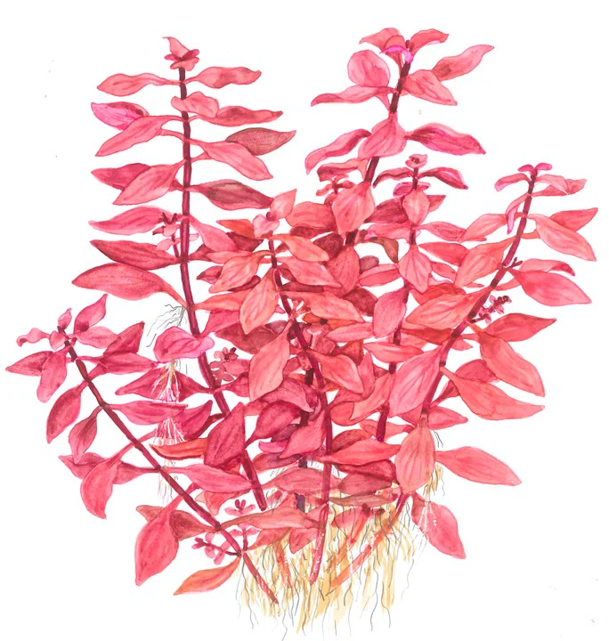 Ludwigia palustris 'Super Red' 035B - Image 4