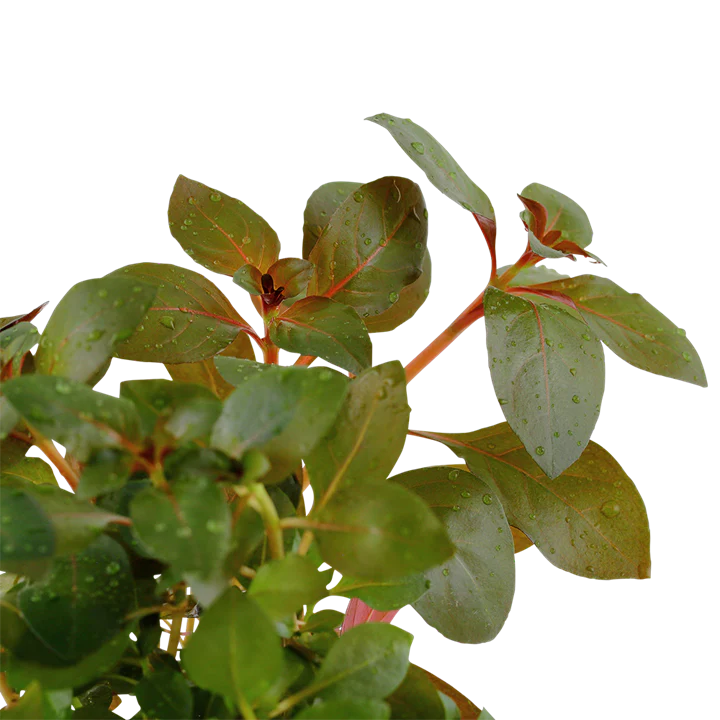 Ludwigia Repens Rubin 033D - Image 3