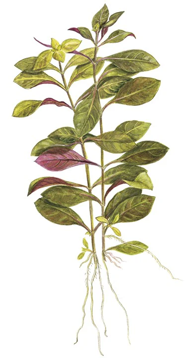 Ludwigia Repens Rubin 033D - Image 4