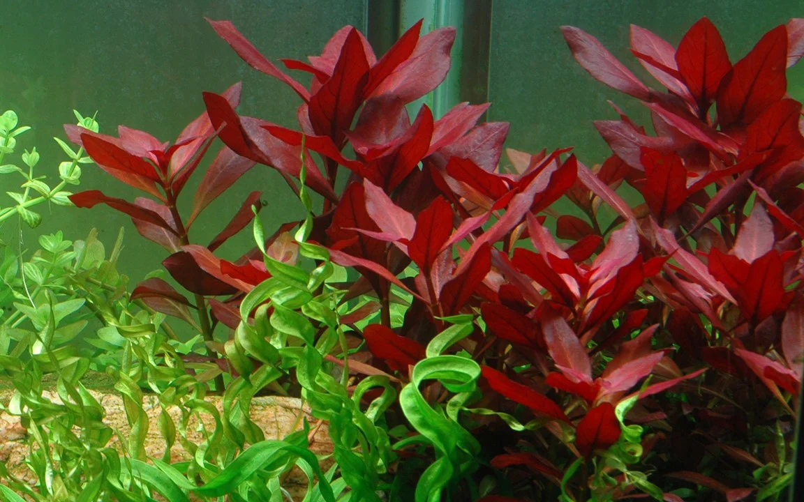 Ludwigia Repens Rubin 033D - Image 5
