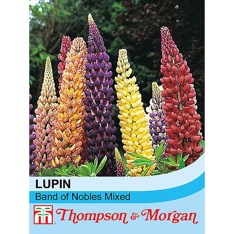 Lupin Band of Nobles Mix