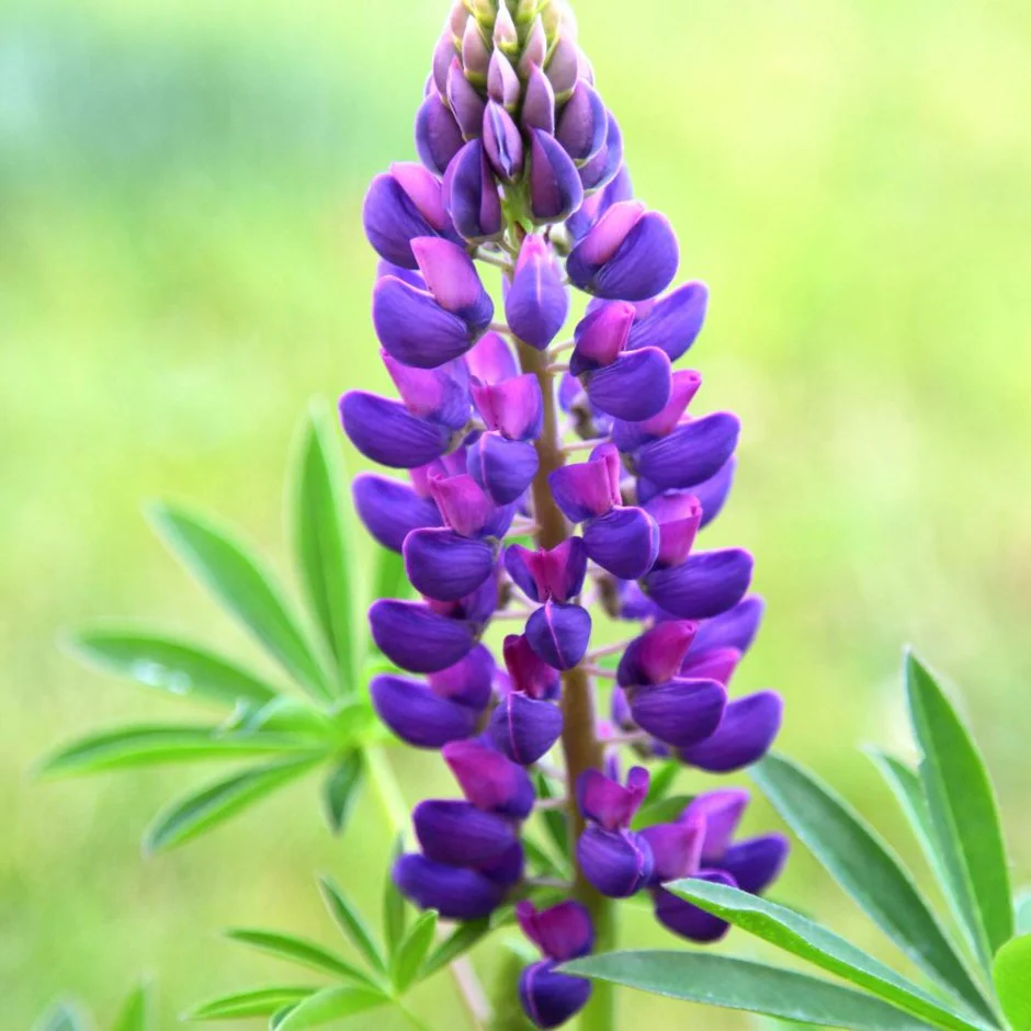 Lupin Gallery Blue 2L