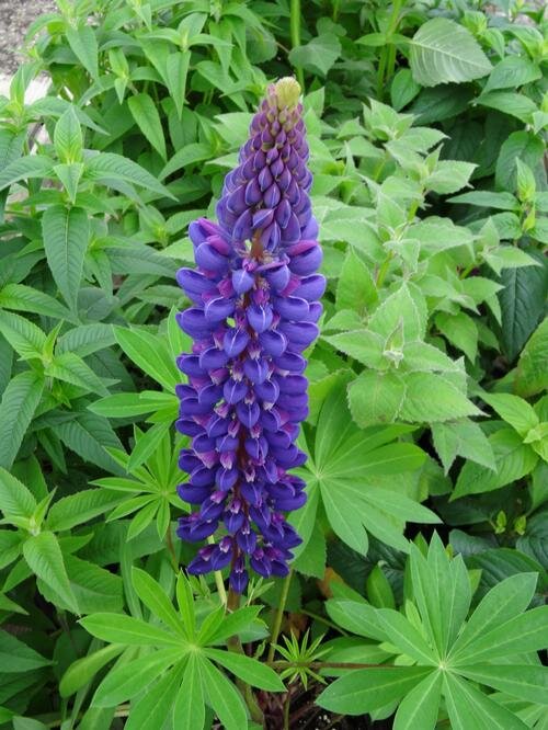 Lupin Gallery Blue 2L - Image 3