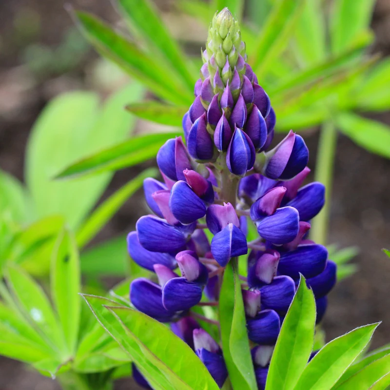 Lupin Gallery Blue 2L - Image 4