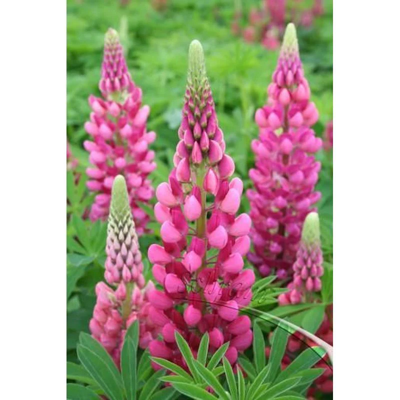 Lupin Gallery Red 2 Litre