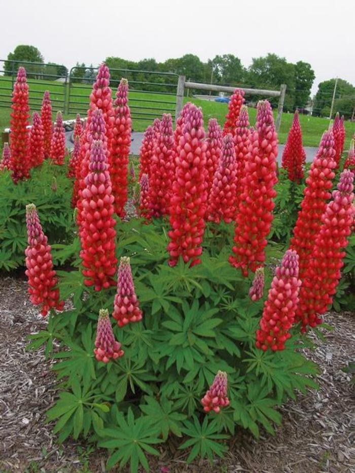 Lupin Gallery Red 2L