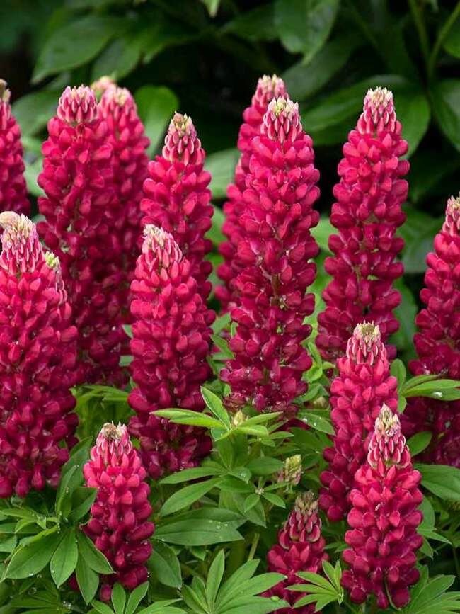 Lupin Gallery Red 2L - Image 2