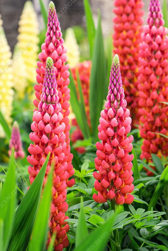 Lupin Gallery Red 2L - Image 3
