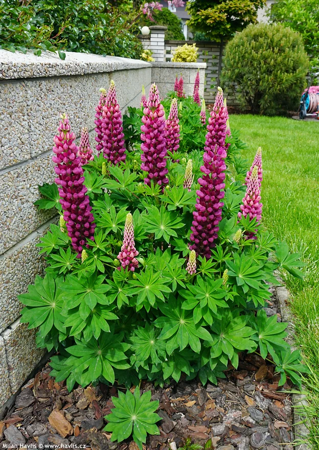 Lupin Gallery Red 2 Litre - Image 4