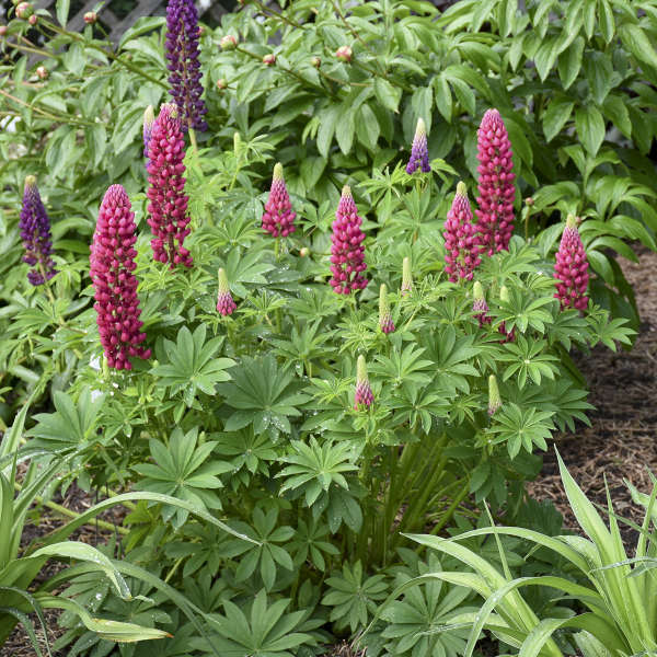Lupin Gallery Red 2 Litre - Image 5