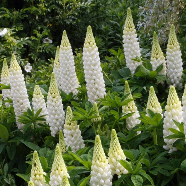 Lupin Gallery White 2 Litre - Image 3