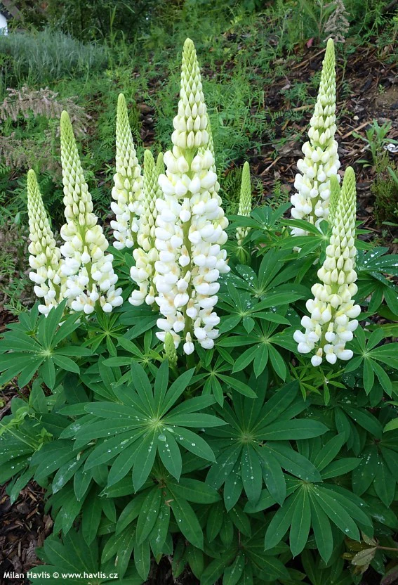 Lupin Gallery White 2 Litre - Image 4