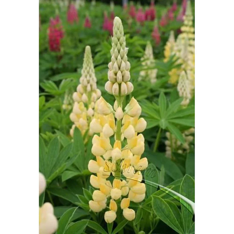 Lupin Gallery Yellow 9cm