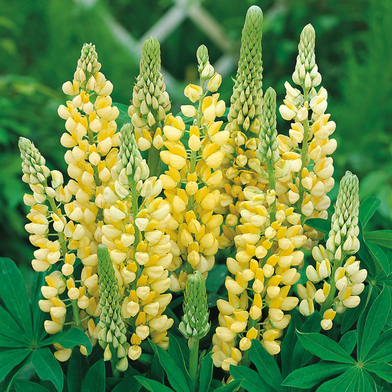 Lupin Gallery Yellow 2L