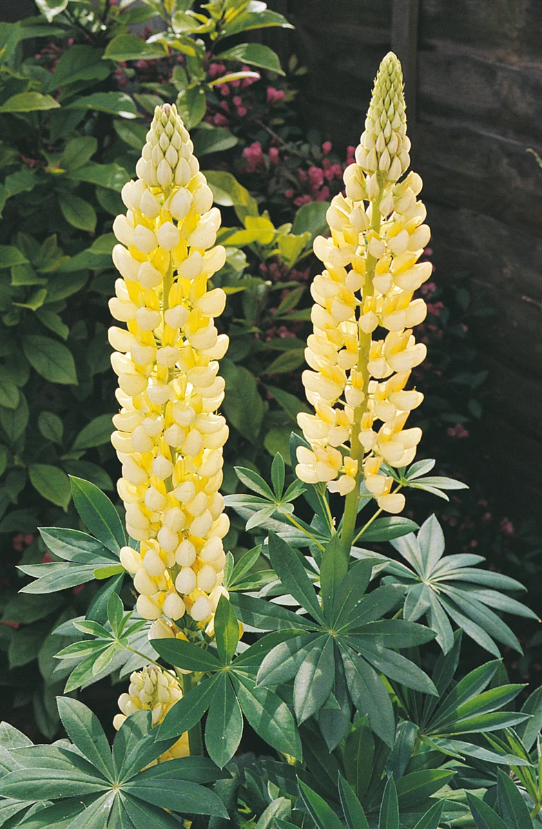 Lupin Gallery Yellow 2L - Image 2