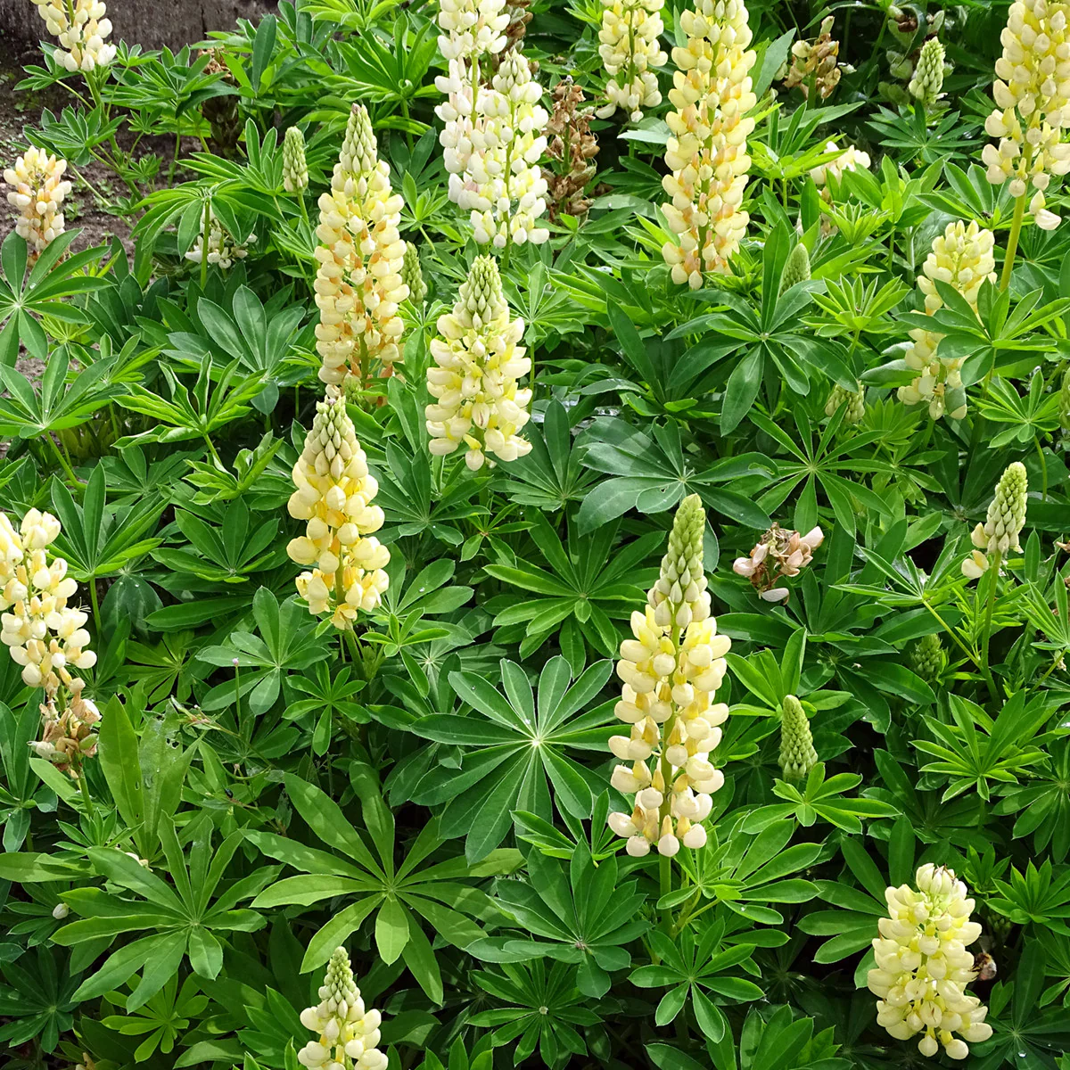 Lupin Gallery Yellow 2L - Image 6