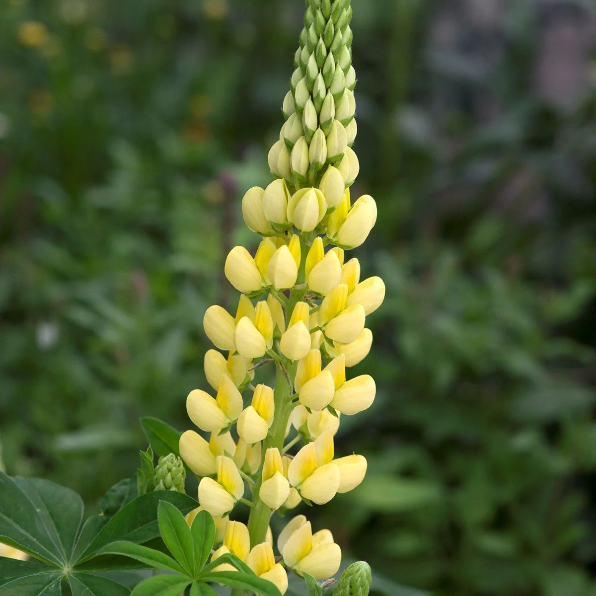 Lupin Gallery Yellow 2 Litre - Image 2