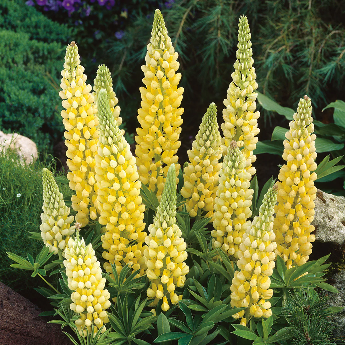 Lupin Gallery Yellow 2 Litre - Image 3