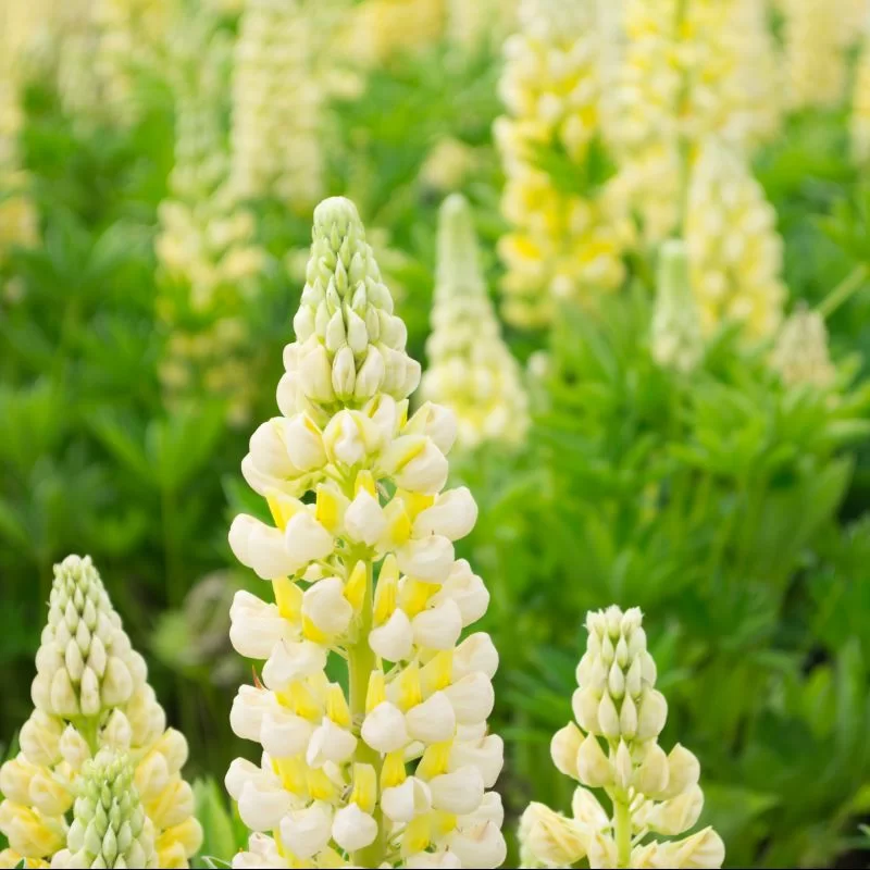 Lupin Gallery Yellow 2 Litre - Image 4
