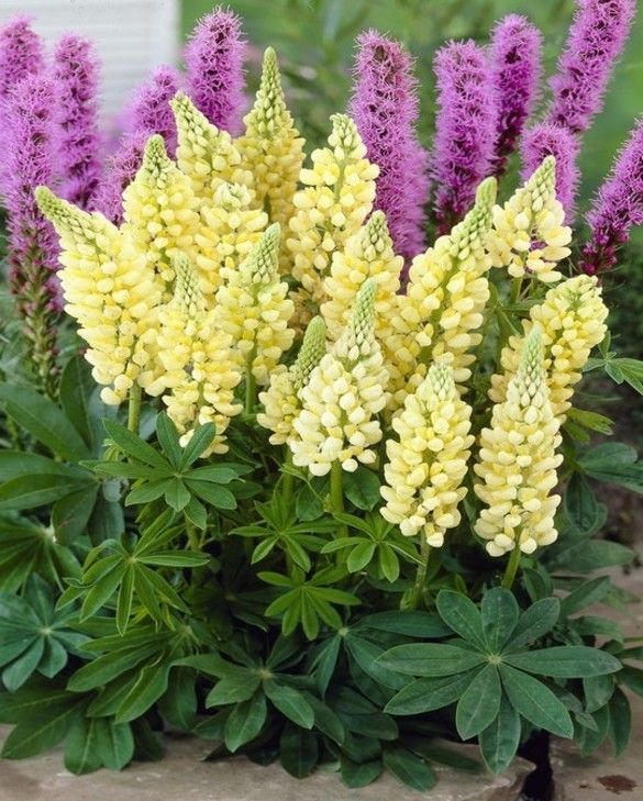 Lupin Gallery Yellow 2 Litre - Image 5