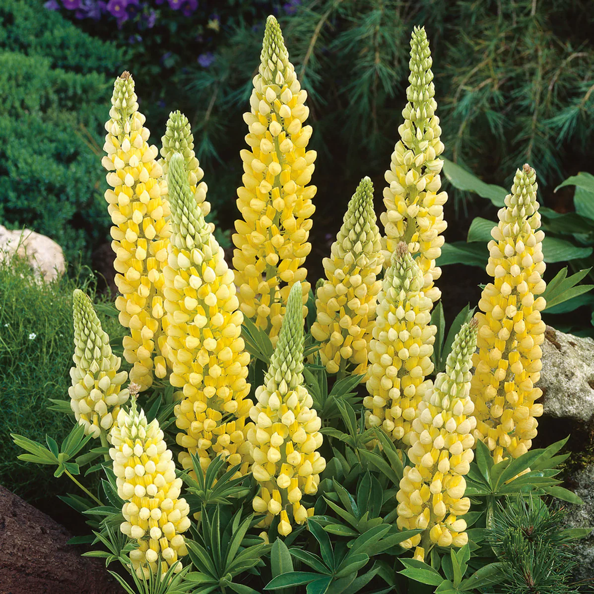 Lupin Gallery Yellow 9cm - Image 3