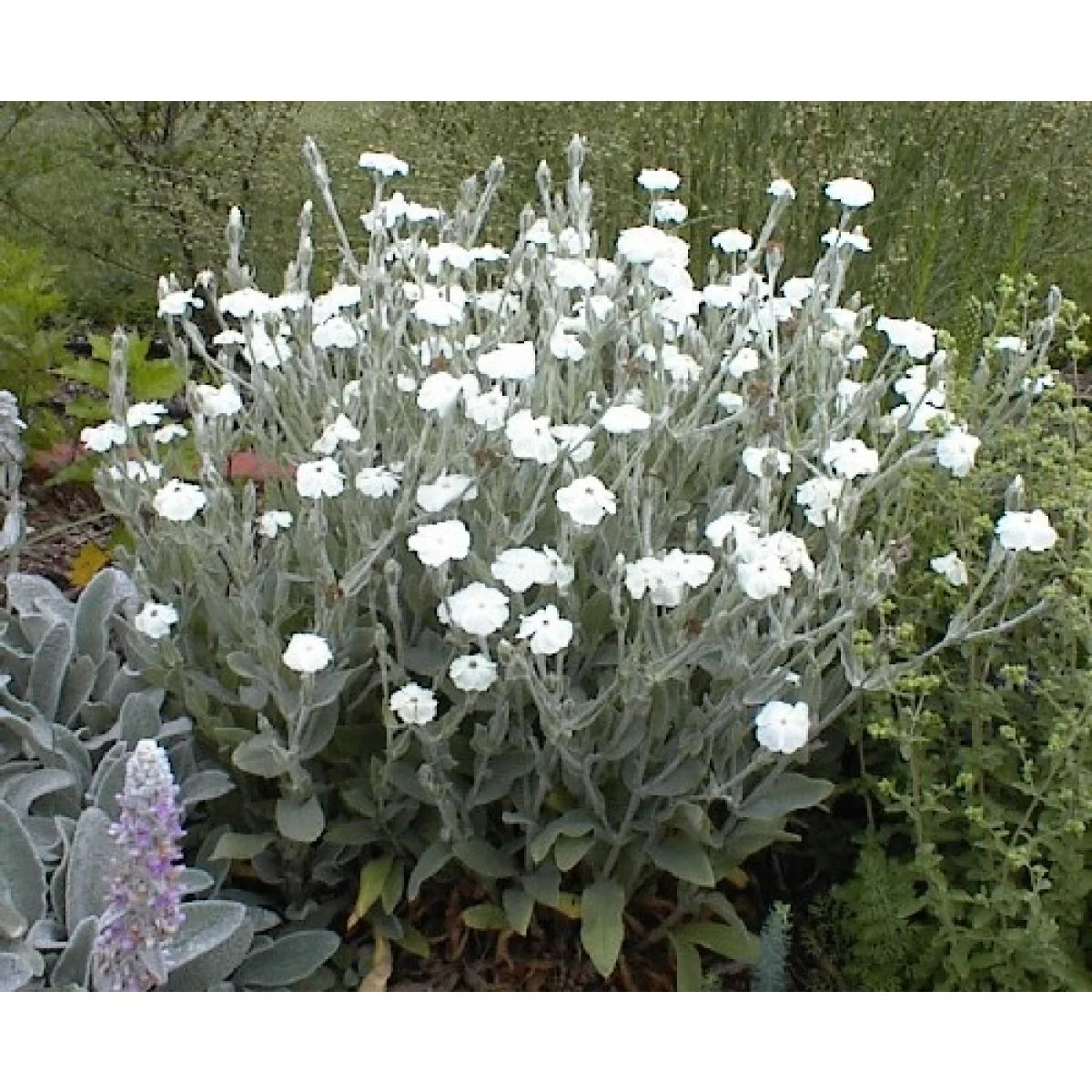 Lychnis coronaria 'Alba' | White Rose Campion 2 Litre - Image 2
