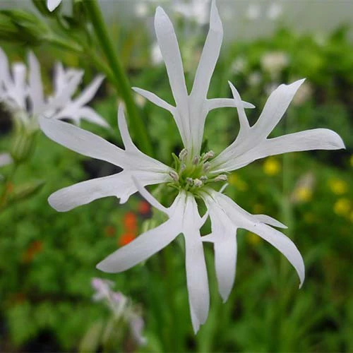 Lychnis flos-cuculi 'Alba' P9