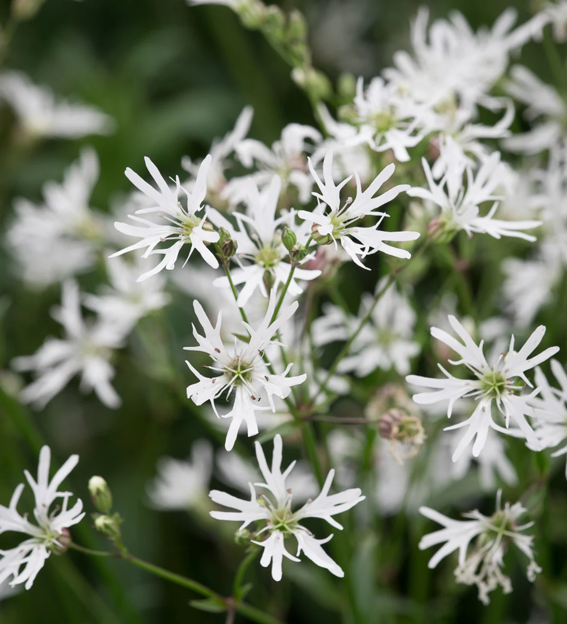 Lychnis flos-cuculi 'Alba' P9 - Image 2