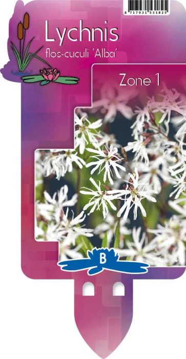 Lychnis flos-cuculi 'Alba' P9 - Image 3
